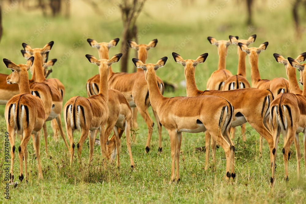 Herd of female Impala, Serengeti National Park, Tanzania, Africa. Herd of female Impala, Serengeti National Park, Tanzania, Africa.