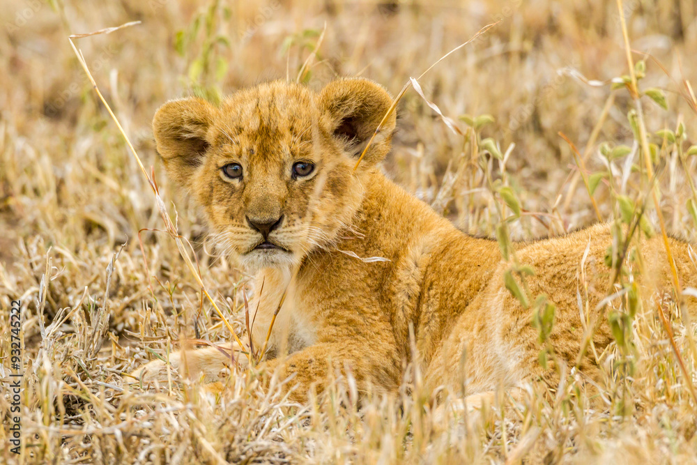 Africa, Tanzania, Serengeti National Park. African lion cub close-up. Africa, Tanzania, Serengeti National Park. African lion cub close-up.