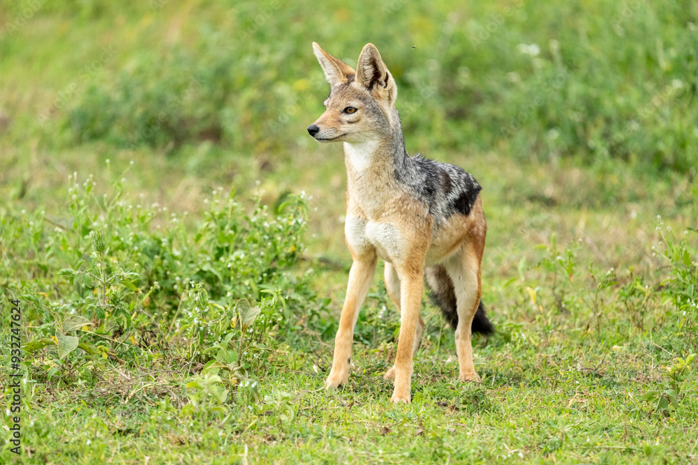 Africa, Tanzania. Portrait of an alert black-backed jackal. Africa, Tanzania. Portrait of an alert black-backed jackal.