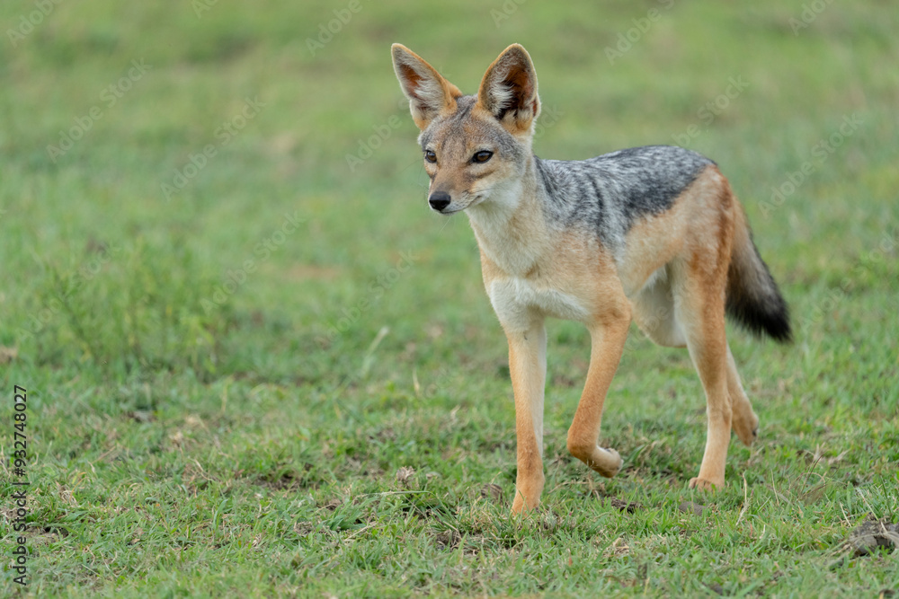 Africa, Tanzania. Portrait of a black-backed jackal. Africa, Tanzania. Portrait of a black-backed jackal.