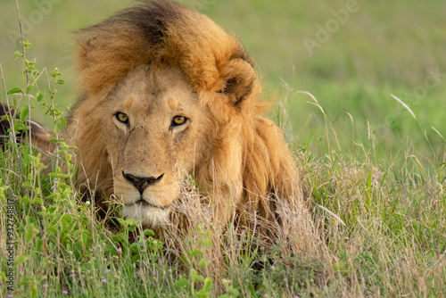 Wallpaper Mural Africa, Tanzania. Headshot of a male lion with a golden mane. Torontodigital.ca