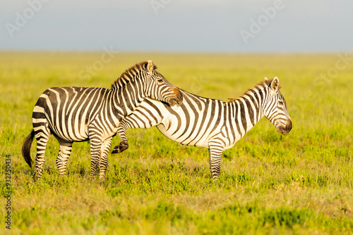 Africa, Tanzania. Two zebra jostle and play fight. photo