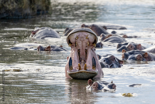 Africa, Tanzania. Hippos yawn to show their teeth. photo