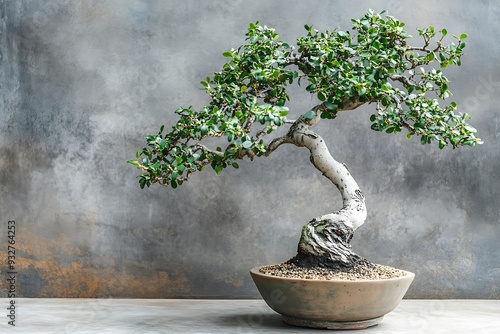 Elegant Bonsai Tree with Twisted Trunk and Lush Green Foliage photo