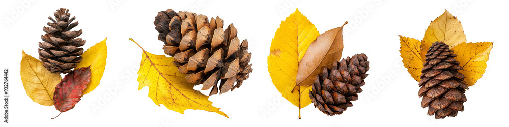 Collection of pine cones with autumn leaves on white background, symbolizing nature and seasonal change Collection of pine cones with autumn leaves on white background, symbolizing nature and seasonal change