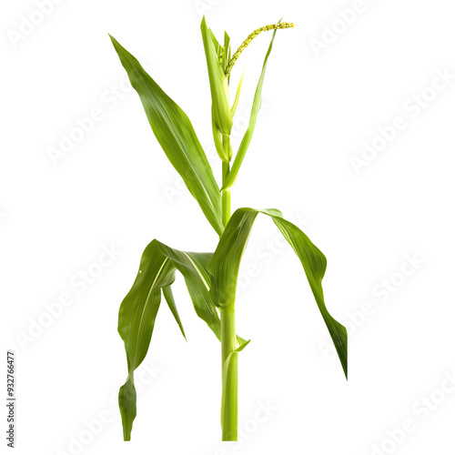 A cornstalk with fresh ears of corn on a transparent background, showcasing its natural form.