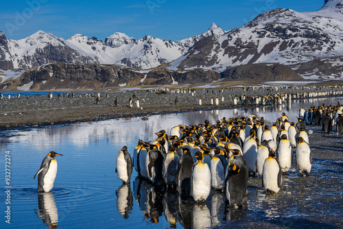 South Georgia Island. King penguin crosses creek and joins colony at Salisbury Plain. photo