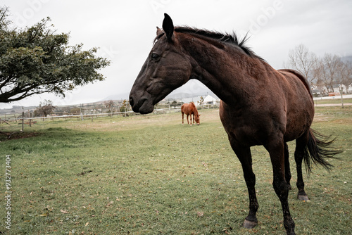 horse in the field