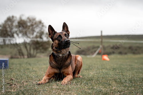 german shepherd dog