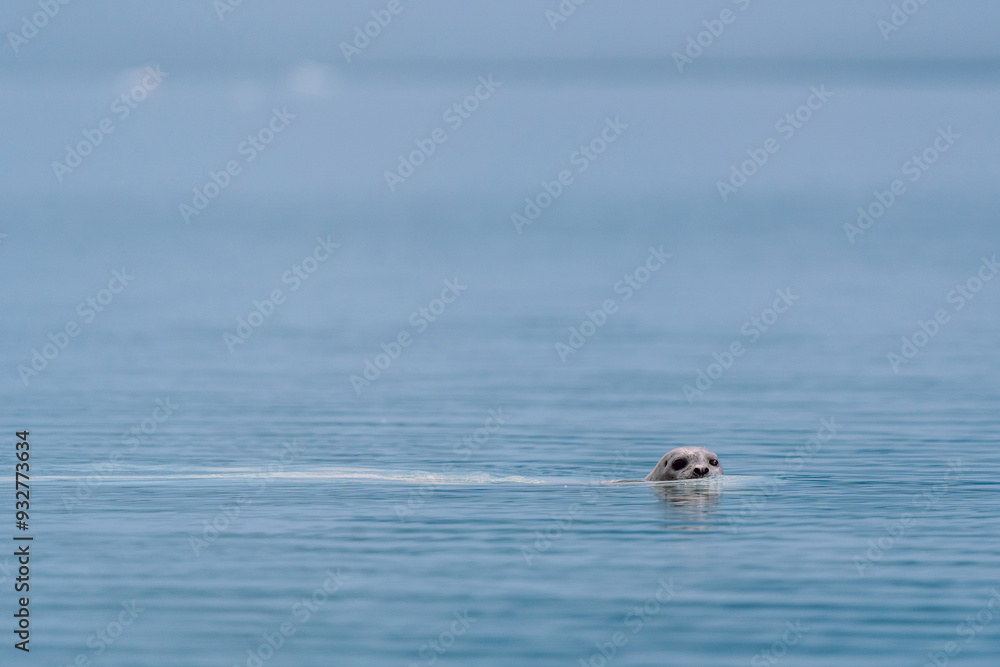 Fototapeta premium Seal swimming at Glacier Bay National Park in southeastern Alaska
