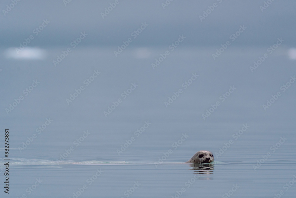 Seal swimming at Glacier Bay National Park in southeastern Alaska Seal swimming at Glacier Bay National Park in southeastern Alaska