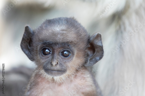 India, Madhya Pradesh, Kanha National Park. Headshot of a baby northern plains langur. photo