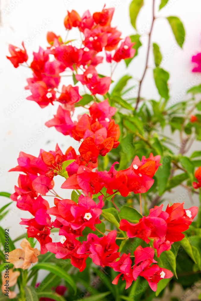 India, State of Gujarat, Bhuj. Bougainvillea. Paper Plant. Caryophyllales, Nyctaginaceae, Bougainvillea glabra India, State of Gujarat, Bhuj. Bougainvillea. Paper Plant. Caryophyllales, Nyctaginaceae, Bougainvillea glabra