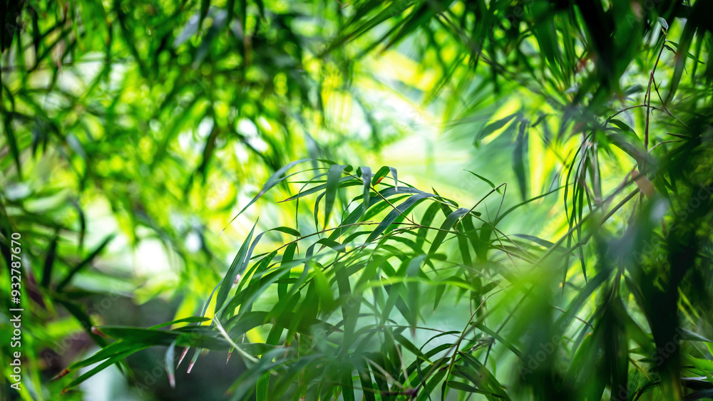 Naklejka premium bamboo leaves and branches of bamboo plants