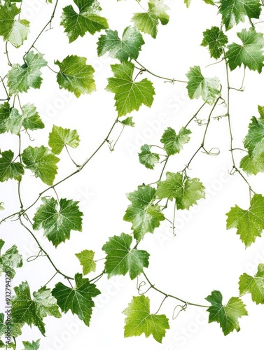 Wallpaper Mural Green Leaves White Background Torontodigital.ca