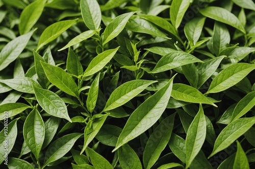 Wallpaper Mural Fresh tea leaves Torontodigital.ca