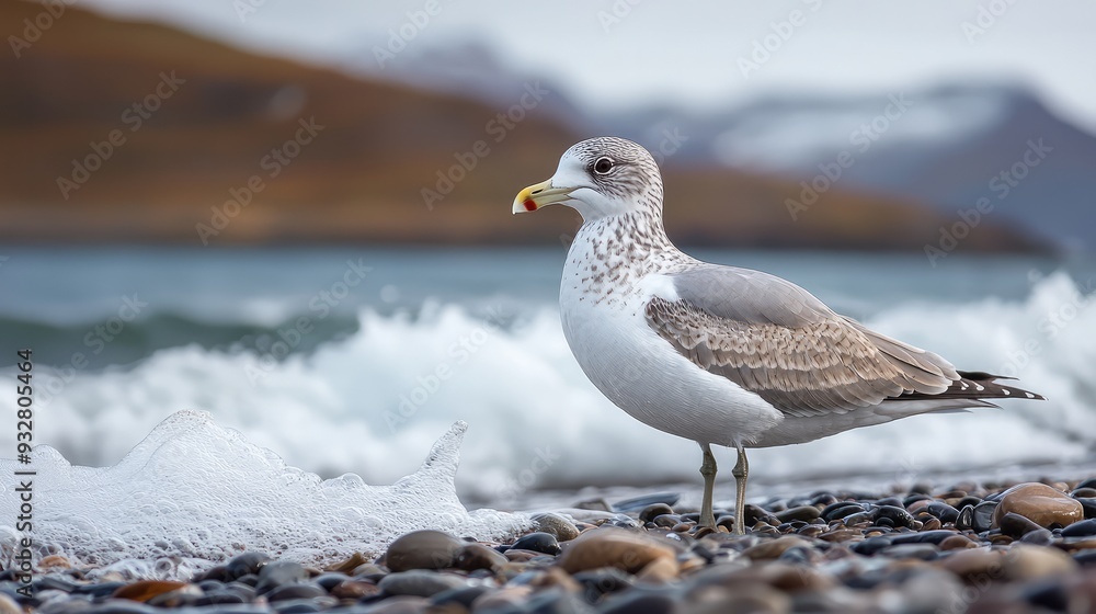 Seagull standing on rocky beach with crashing waves Seagull standing on rocky beach with crashing waves