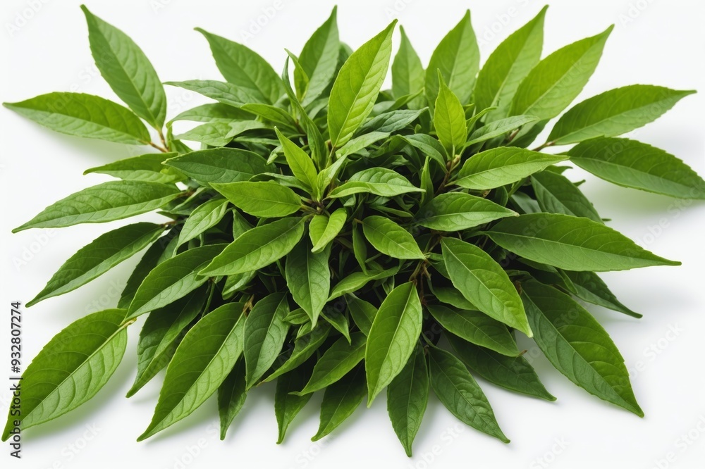 Obraz premium swt fresh green tea leaf isolated on white background