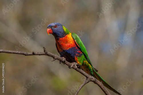 Australia, Queensland. Rainbow lorikeet on limb. 