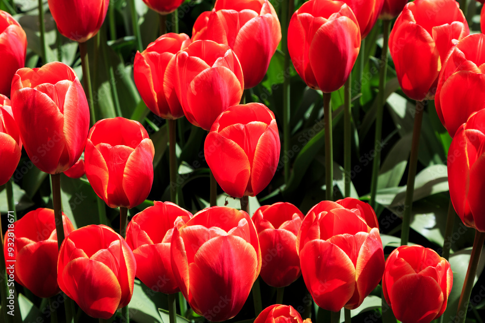 Netherlands, Flevoland. Dutch tulips in fields. Netherlands, Flevoland. Dutch tulips in fields.