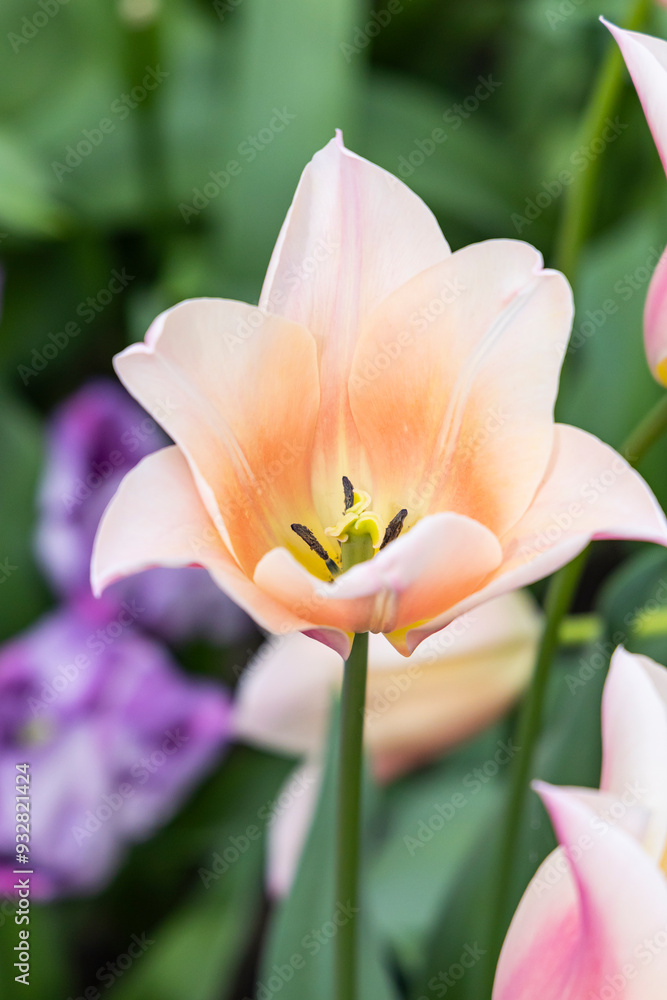 Netherlands, South Holland, Lisse. Pale colored tulips in a garden. Netherlands, South Holland, Lisse. Pale colored tulips in a garden.