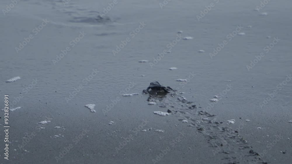 The activity of releasing baby sea turtles on the beach. Detailed footage of hatchlings crawling on the beach sand towards the shoreline to live freely in the vast ocean The activity of releasing baby sea turtles on the beach. Detailed footage of hatchlings crawling on the beach sand towards the shoreline to live freely in the vast ocean