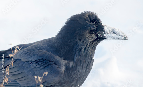 The common raven (northern raven) is a large all-black passerine bird found across the Northern Hemisphere. photo