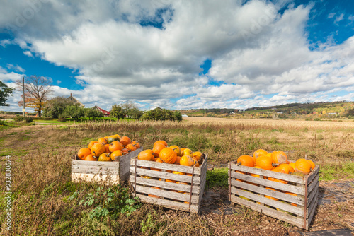 Canada, Nova Scotia, Annapolis Valley, Wolfville. Pumpkin farm in autumn. photo