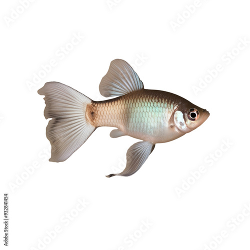 TRANSPARENT PNG ULTRA HD 8K A solitary Guppy fish with vivid colors and a flowing tail, swimming elegantly against a transparent background, highlighting its lively and delicate form