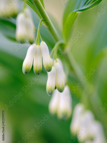 Eurasian Solomons seal (Polygonatum multiflorum). Germany photo