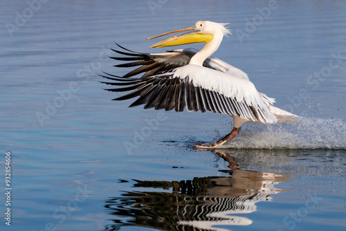 Europe, Greece, Lake Kerkini. Great white pelican lands using its feet as skis. photo