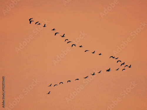 Greylag goose (Anser anser) during autumn, flying to their roosting place in the Hortobagy National Park, which is listed as UNESCO World Heritage Site, Hungary.