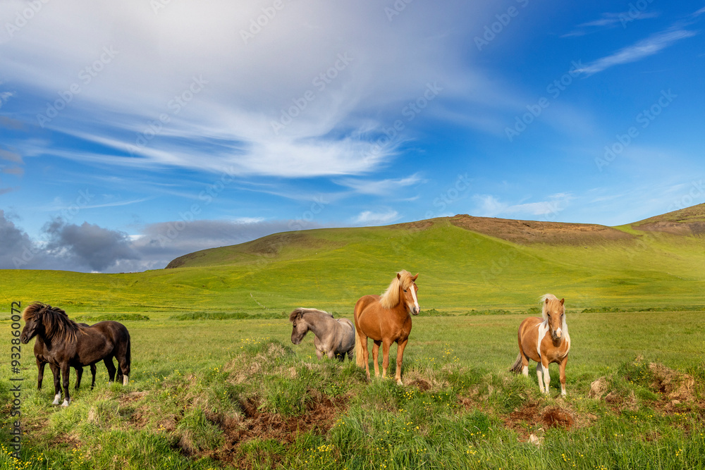 Icelandic Horses near Vik, Iceland Icelandic Horses near Vik, Iceland