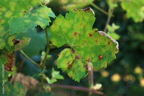 Ladybug on aVine leaf in the vineyard on summer. Coccinella punctata insect photo