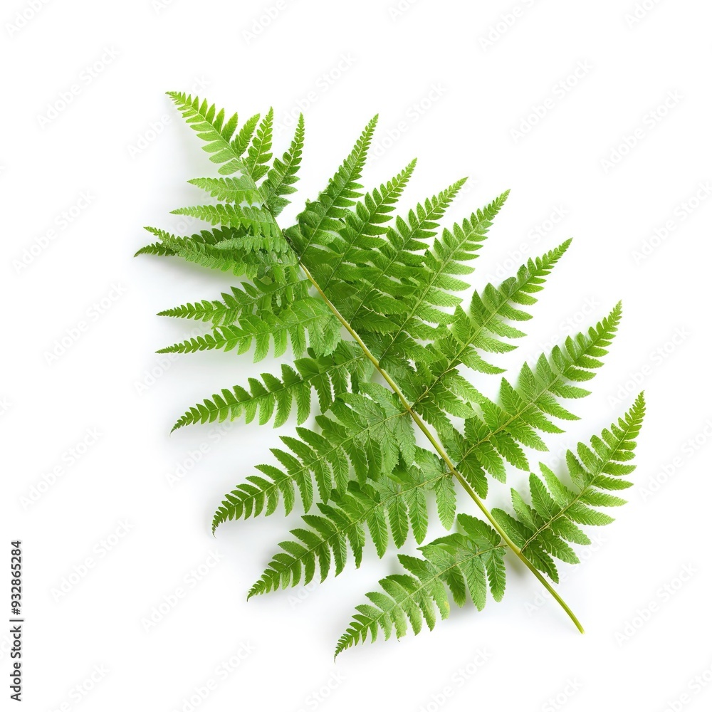 Naklejka premium Fern Flower Isolated on White Background: Delicate and Detailed Fern Blossom Showcased Against a Clean White Backdrop, Highlighting the Intricate Patterns and Natural Beauty of the Plant.