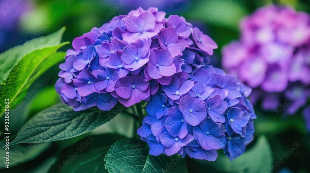Purple hydrangea flowers in a bouquet, lush and vibrant, summer garden beauty Purple hydrangea flowers in a bouquet, lush and vibrant, summer garden beauty