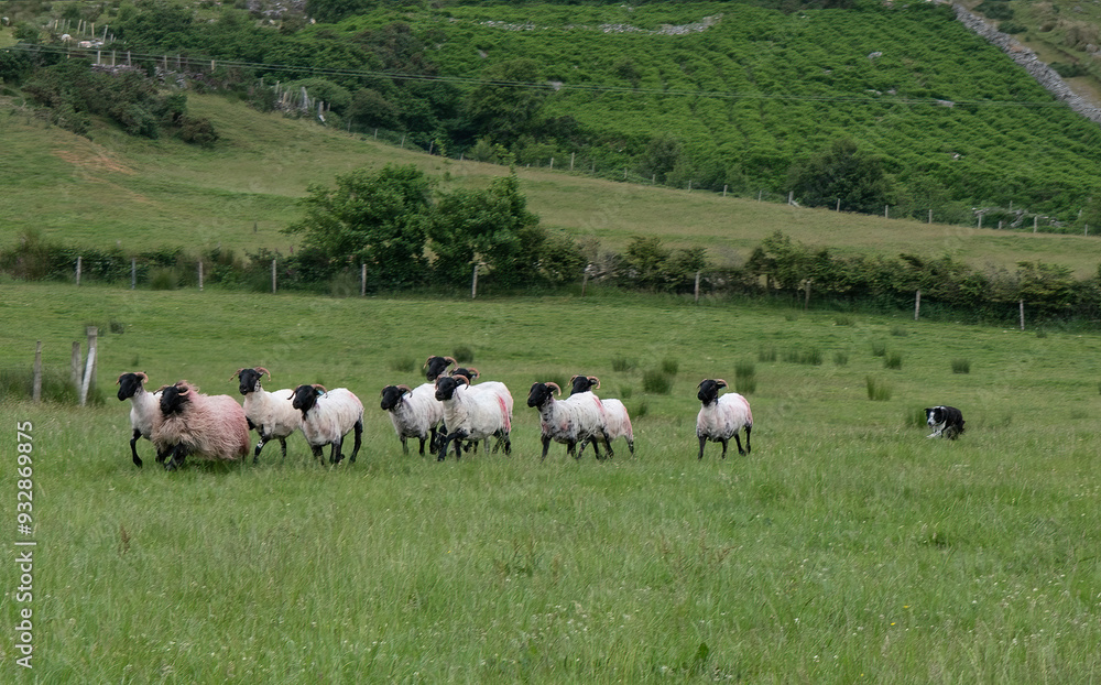 Highly trained border collie is used to herd sheep on an Irish sheep farm. Highly trained border collie is used to herd sheep on an Irish sheep farm.