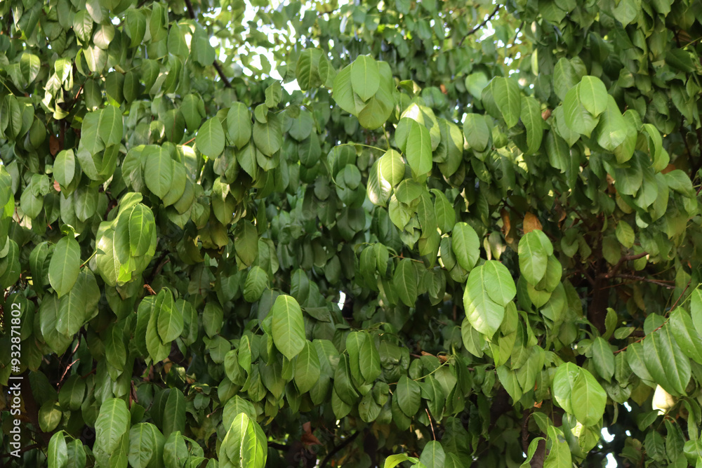 Fototapeta premium Close-up of green leaves of Cherry laurel bush damaged by summer drought. Prunus laurocerasus tree in the garden
