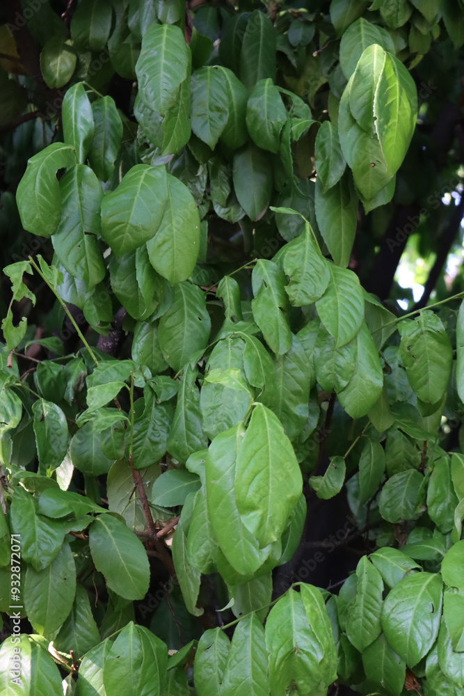 Obraz premium Close-up of green leaves of Cherry laurel bush damaged by summer drought. Prunus laurocerasus tree in the garden