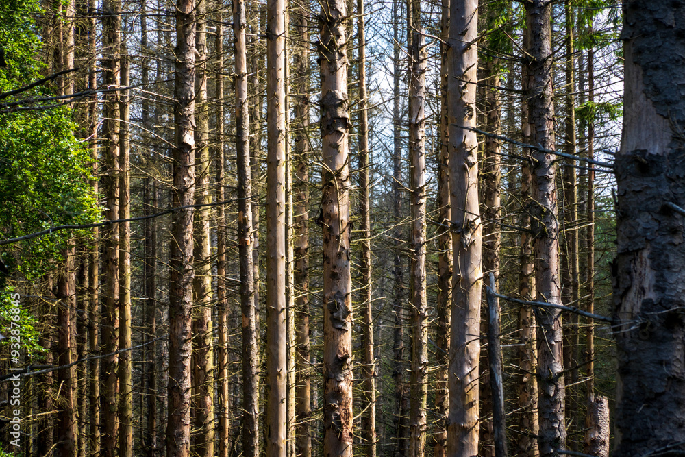 The Forest with Pine Trees at Eifel National Park in North Rhine-Westphalia, Germany The Forest with Pine Trees at Eifel National Park in North Rhine-Westphalia, Germany
