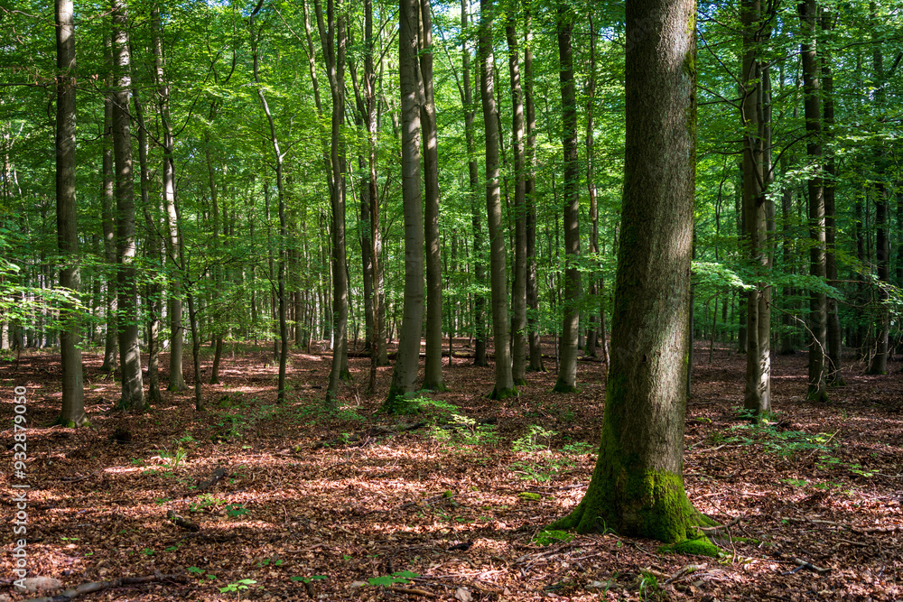 The Forest with Pine Trees at Eifel National Park in North Rhine-Westphalia, Germany The Forest with Pine Trees at Eifel National Park in North Rhine-Westphalia, Germany