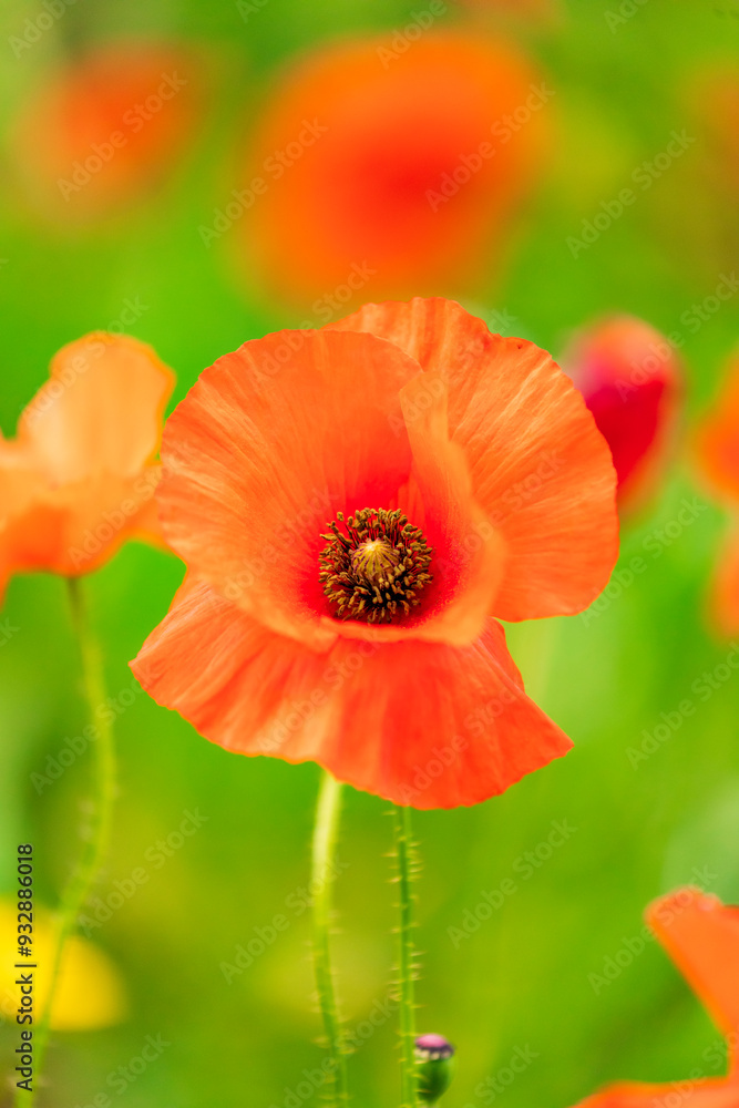 Italy, Apulia, Province of Bari. Countryside with poppies and olive trees, between Locorotondo and Alberobello. Italy, Apulia, Province of Bari. Countryside with poppies and olive trees, between Locorotondo and Alberobello.