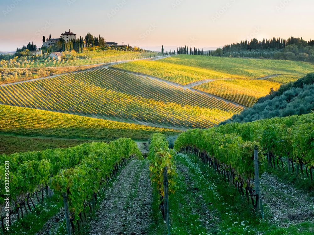 Europe, Italy, Chianti. Vineyard in autumn in the Chianti region of Tuscany. Europe, Italy, Chianti. Vineyard in autumn in the Chianti region of Tuscany.