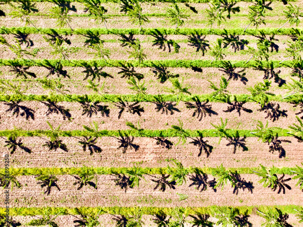 Italy, Mantua, poplar tree plantation, poplar trees are used to produce pulp for paper making Italy, Mantua, poplar tree plantation, poplar trees are used to produce pulp for paper making