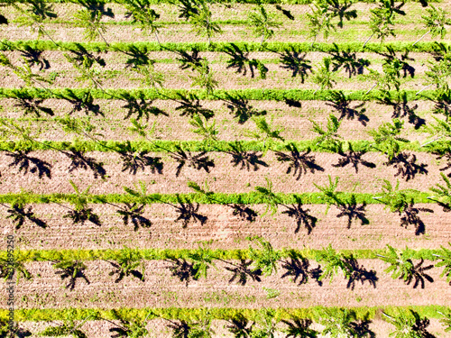 Italy, Mantua, poplar tree plantation, poplar trees are used to produce pulp for paper making
