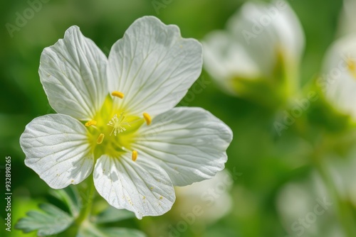 June in Dutch garden showcasing Douglas meadowfoam flower photo