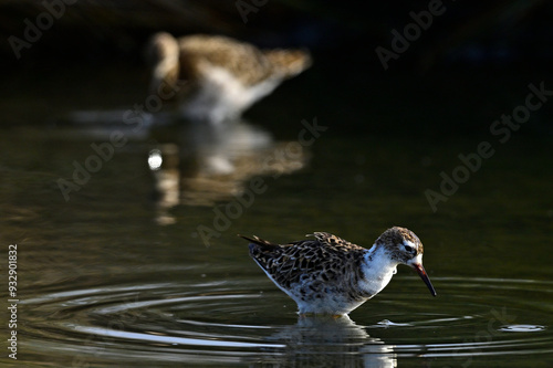 Kampfläufer - Männchen // Ruff - male (Calidris pugnax) photo