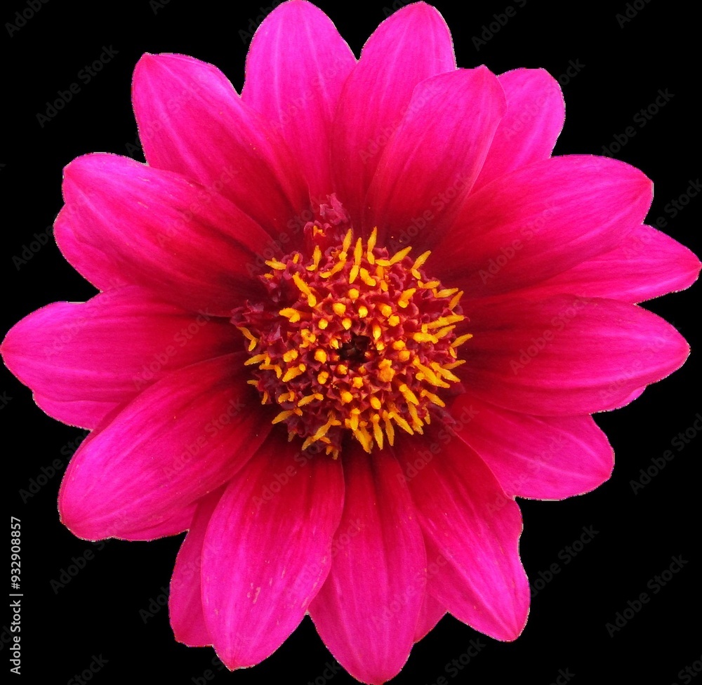 pink gerber daisy
