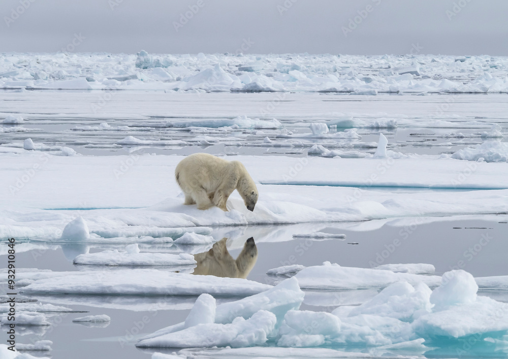 Arctic Ocean, Norway, Svalbard. Polar bear looking at reflection. Arctic Ocean, Norway, Svalbard. Polar bear looking at reflection.