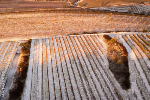 Winter landscape, snowy vineyards, trees without leaves, golden light at sunrise, calm and quiet and frosty morning in South Moravia in the Czech Republic photo